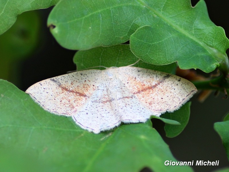 Geometridae: Cyclophora punctaria